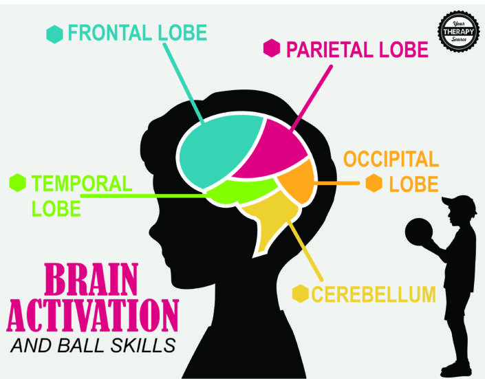 Brain Development Program | Thingy Flip