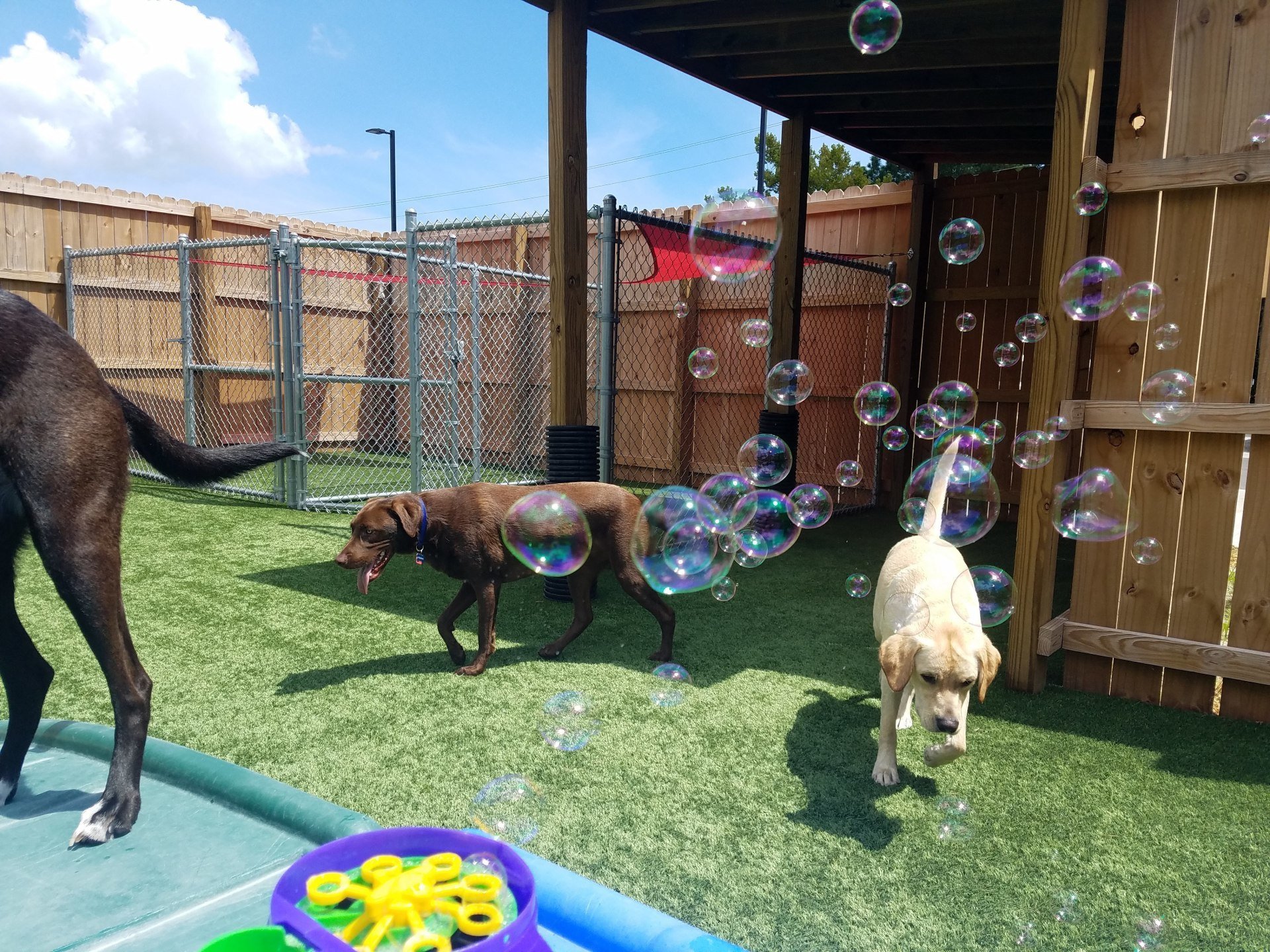 The Diggs at Paws & Claws Daycare & Pet Boarding in Wilmington, NC