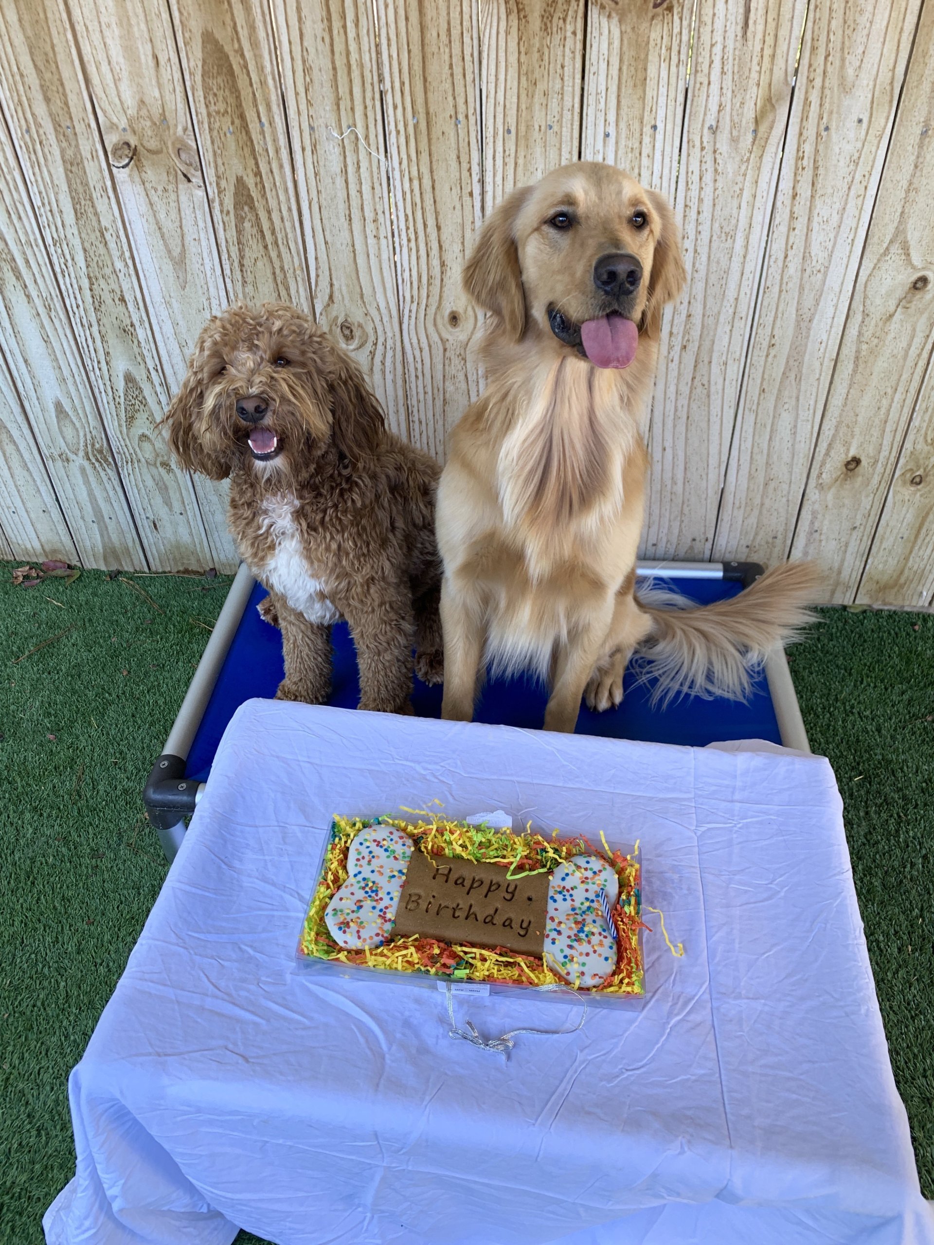 The Diggs at Paws & Claws Daycare & Pet Boarding in Wilmington, NC