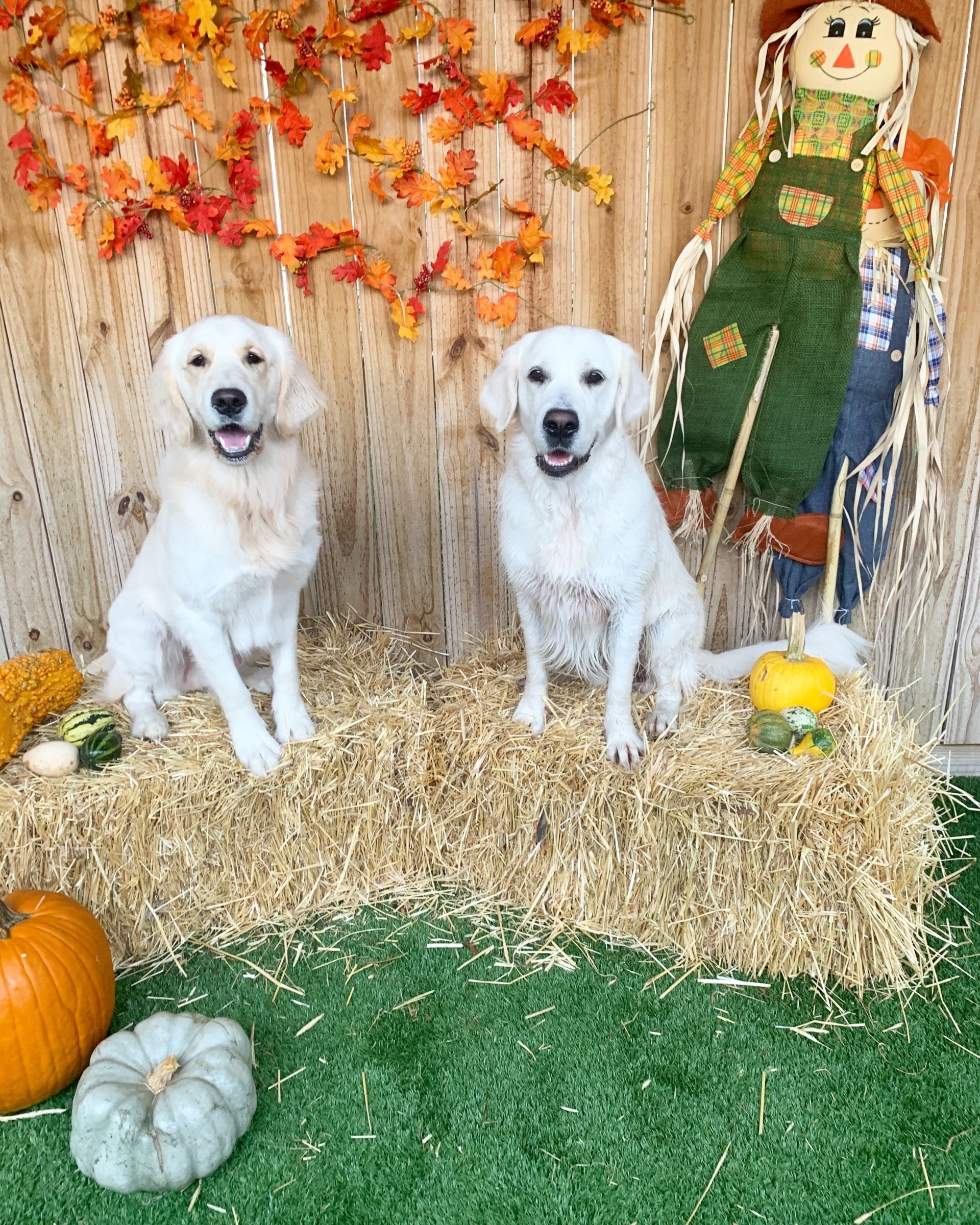 The Diggs at Paws & Claws Daycare & Pet Boarding in Wilmington, NC