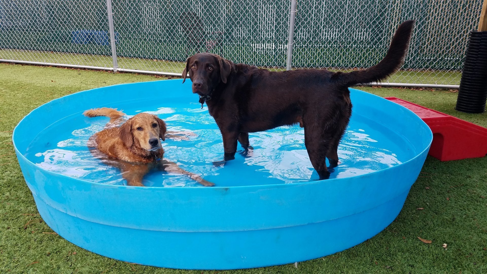 The Diggs at Paws & Claws Daycare & Pet Boarding in Wilmington, NC
