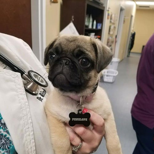 Pet Boarding Wilmington, NC Pet Hotel The Diggs at Paws & Claws