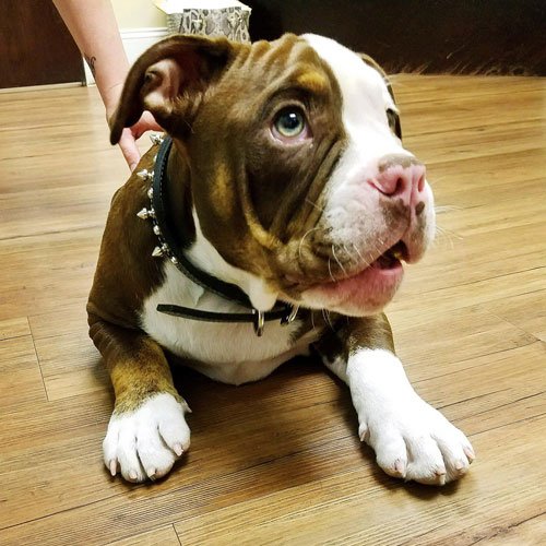 Pet Boarding Wilmington, NC Pet Hotel The Diggs at Paws & Claws