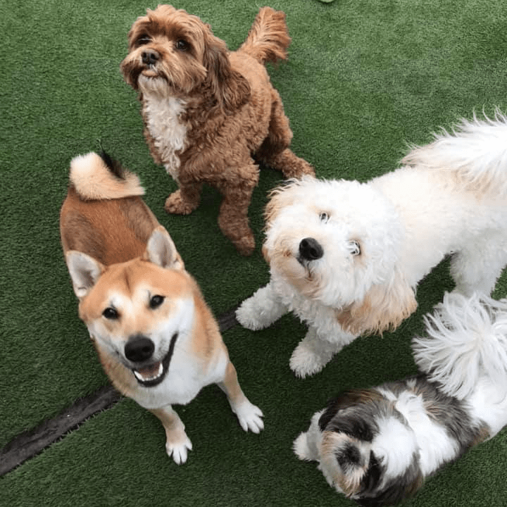 Home Beaches Pet Resort Boarding & Daycare St. Clair Shores, MI