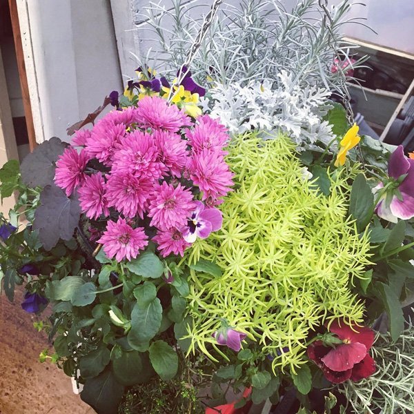 Wholesale Bedding Plant Nurseries at Christopher Blackman blog