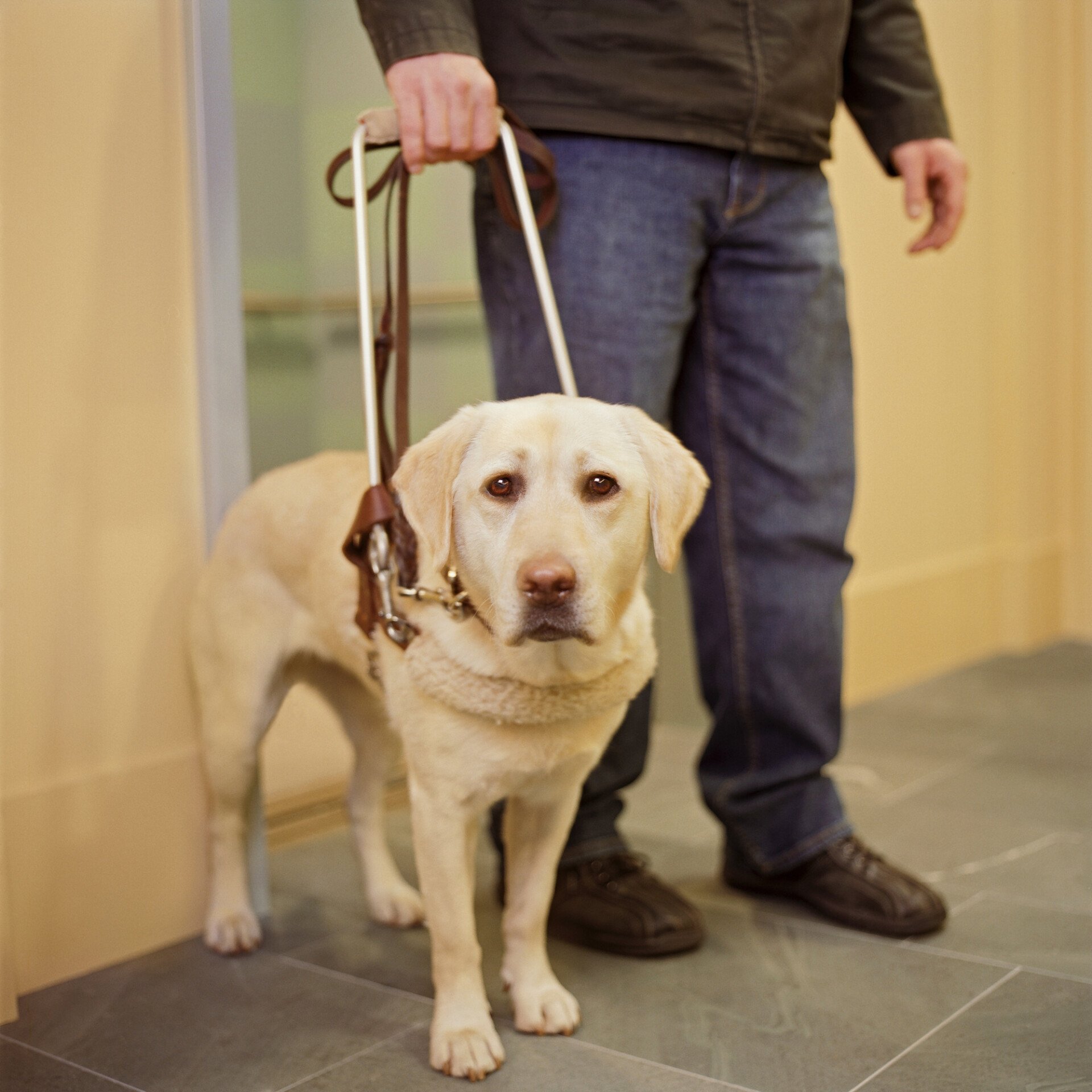 Our guide dogs for the visually impaired Able Assist Dogs