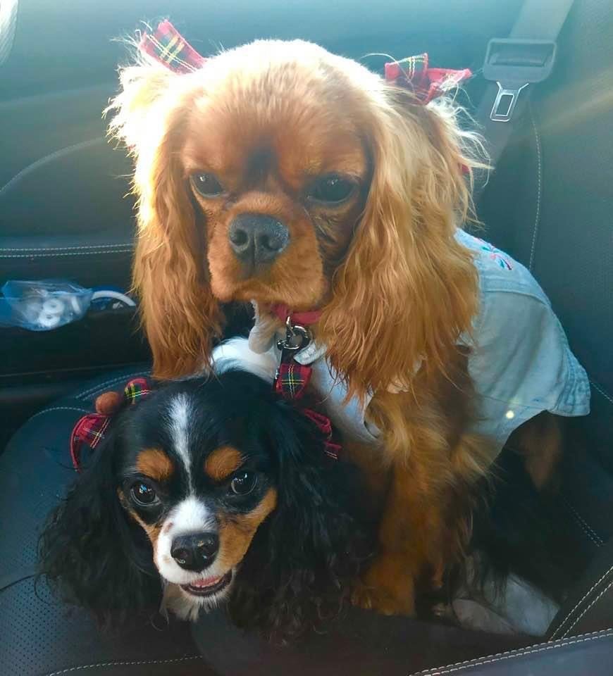 All Paws Pet Salon Ellicott City