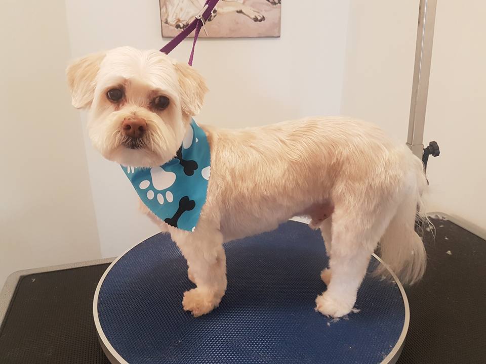 Christines Grooming Studio Dog Groomer in Hampton