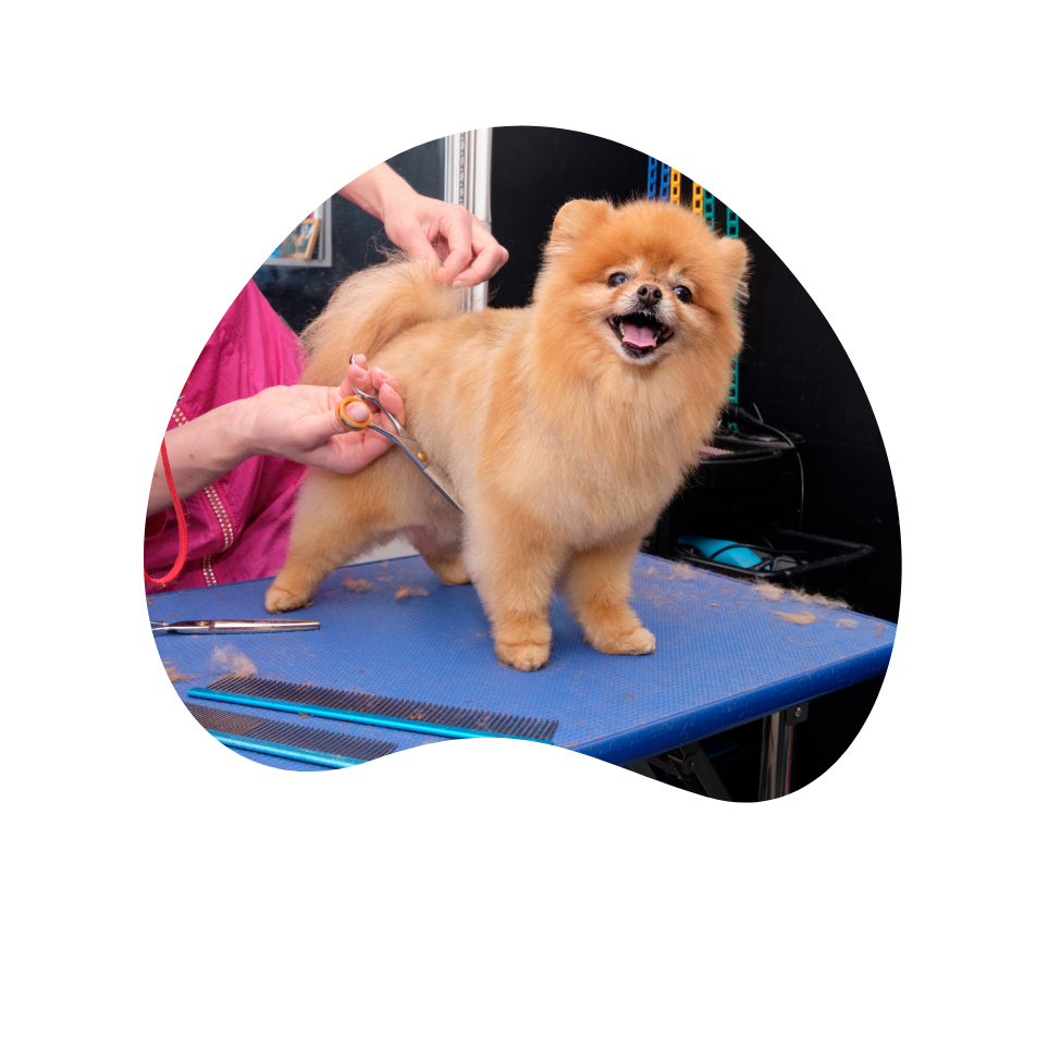 Pet Grooming School in McAllen, Tx Kirey’s Pet Styling Academy