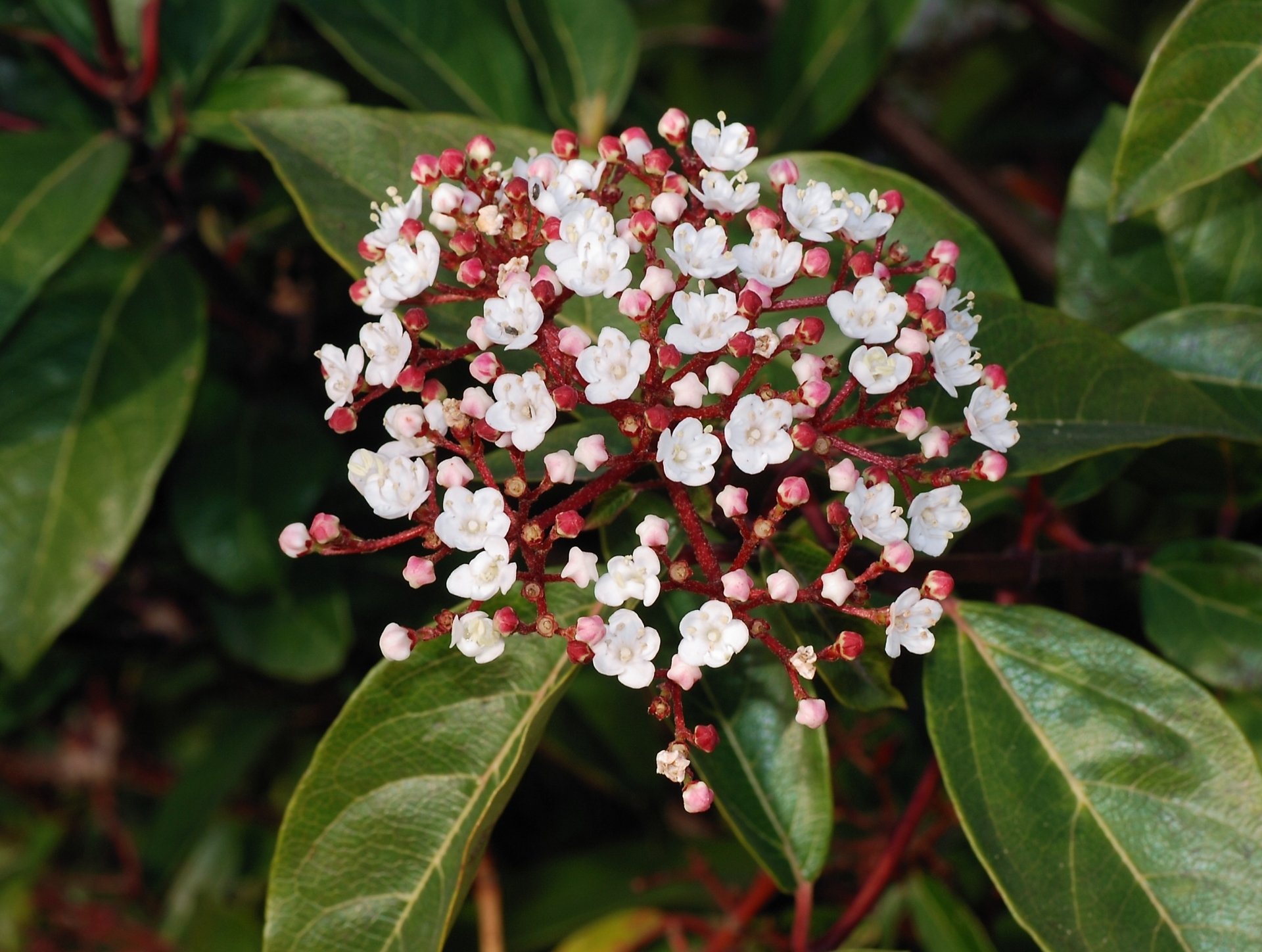 Plant of the Week Viburnum