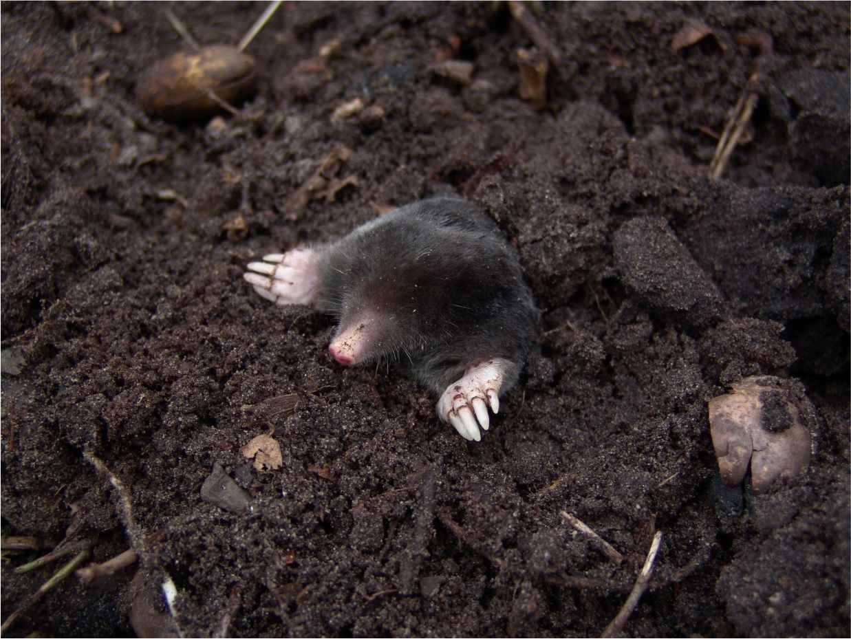 The TRUTH About Moles and Grubs!