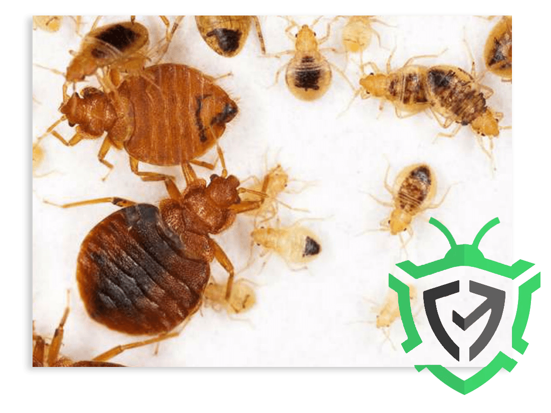 GotchA! Bed Bug Inspectors