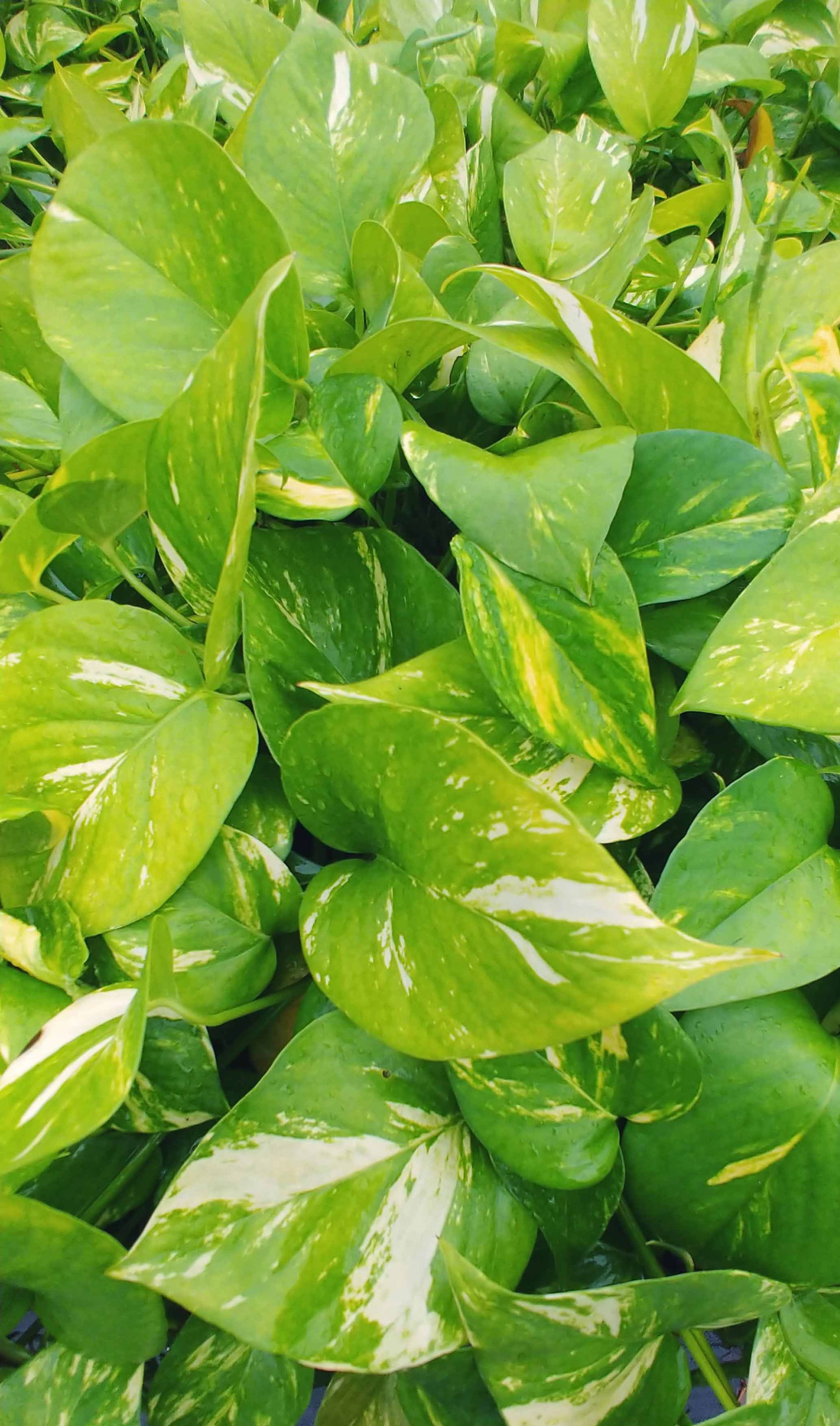 Landscaping Plants Waimanalo, HI Big Rock Garden