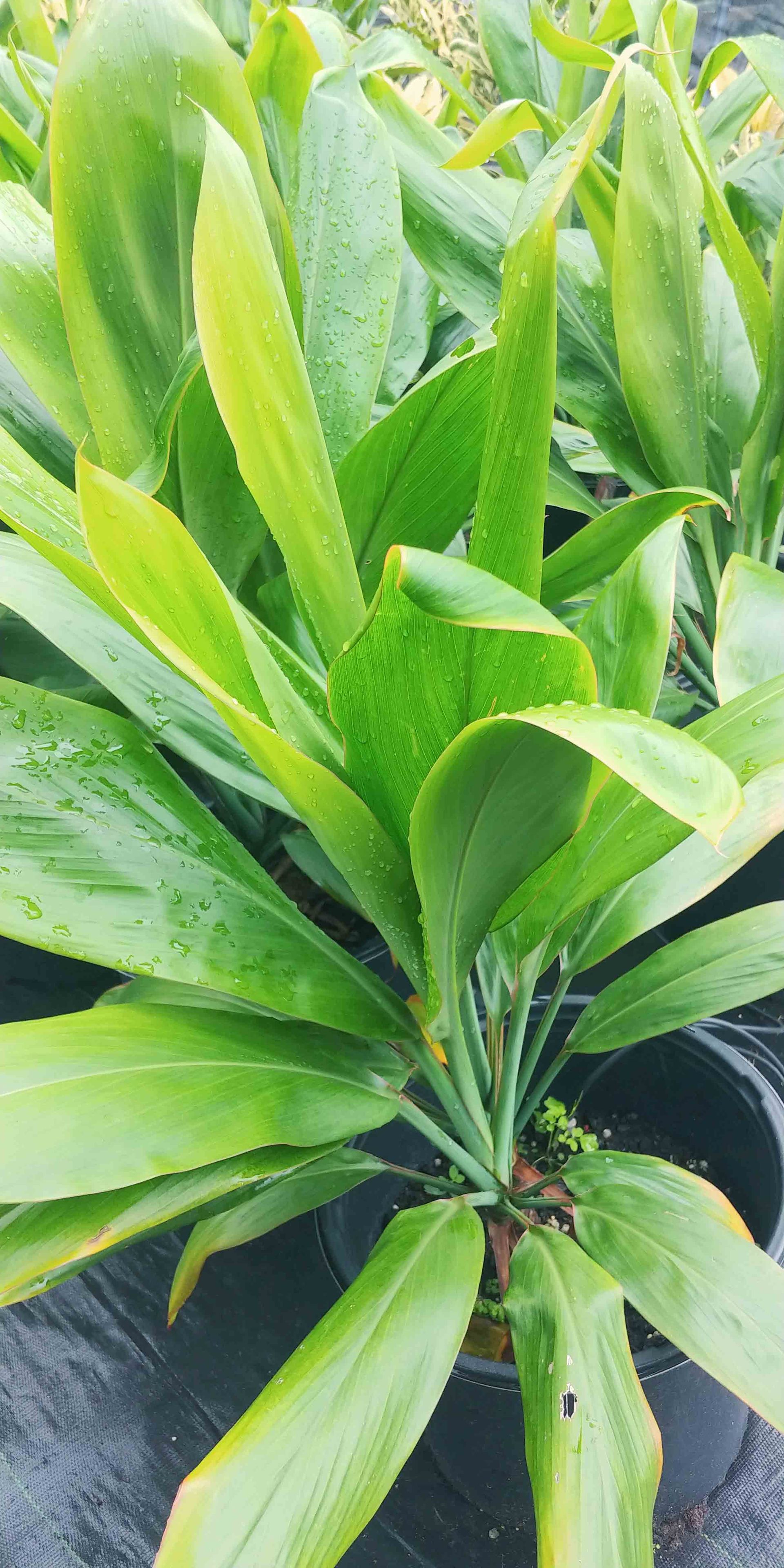 Landscaping Plants Waimanalo, HI Big Rock Garden