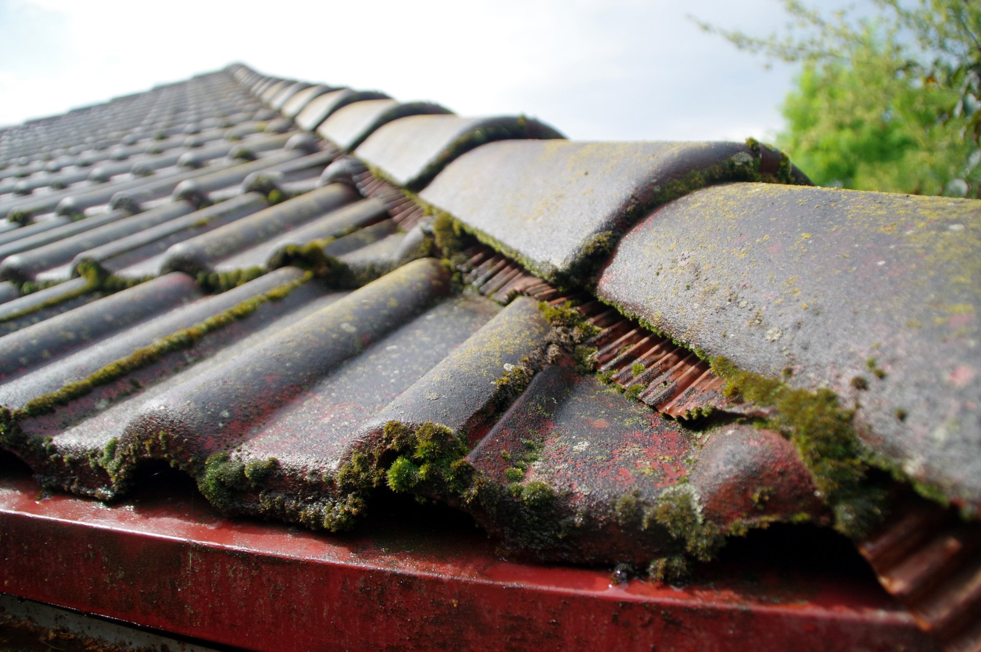 Remove roof moss, mildew or mold Total Roof Solutions GA