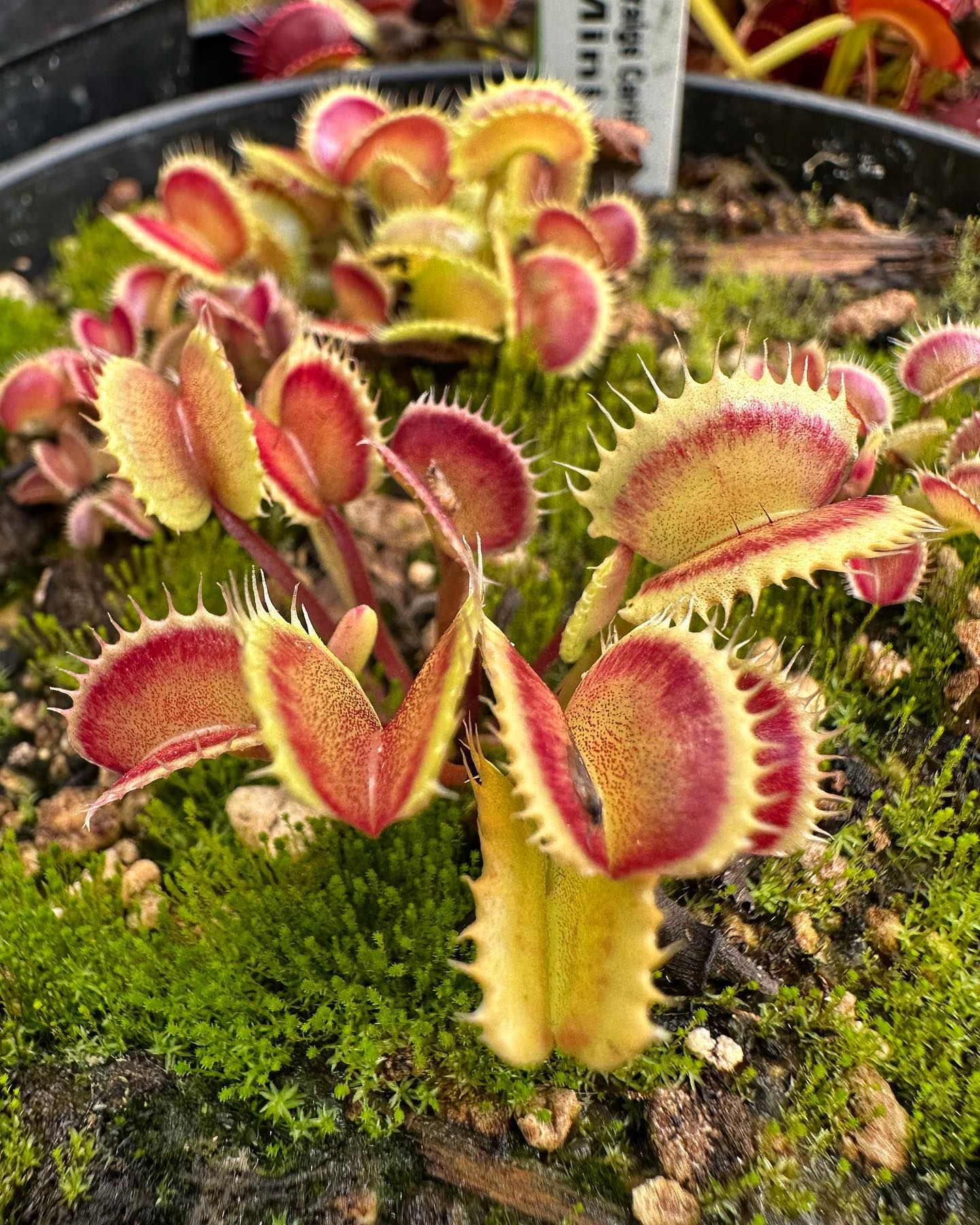 World's Largest Venus Flytrap world record in Colorado Springs, Colorado