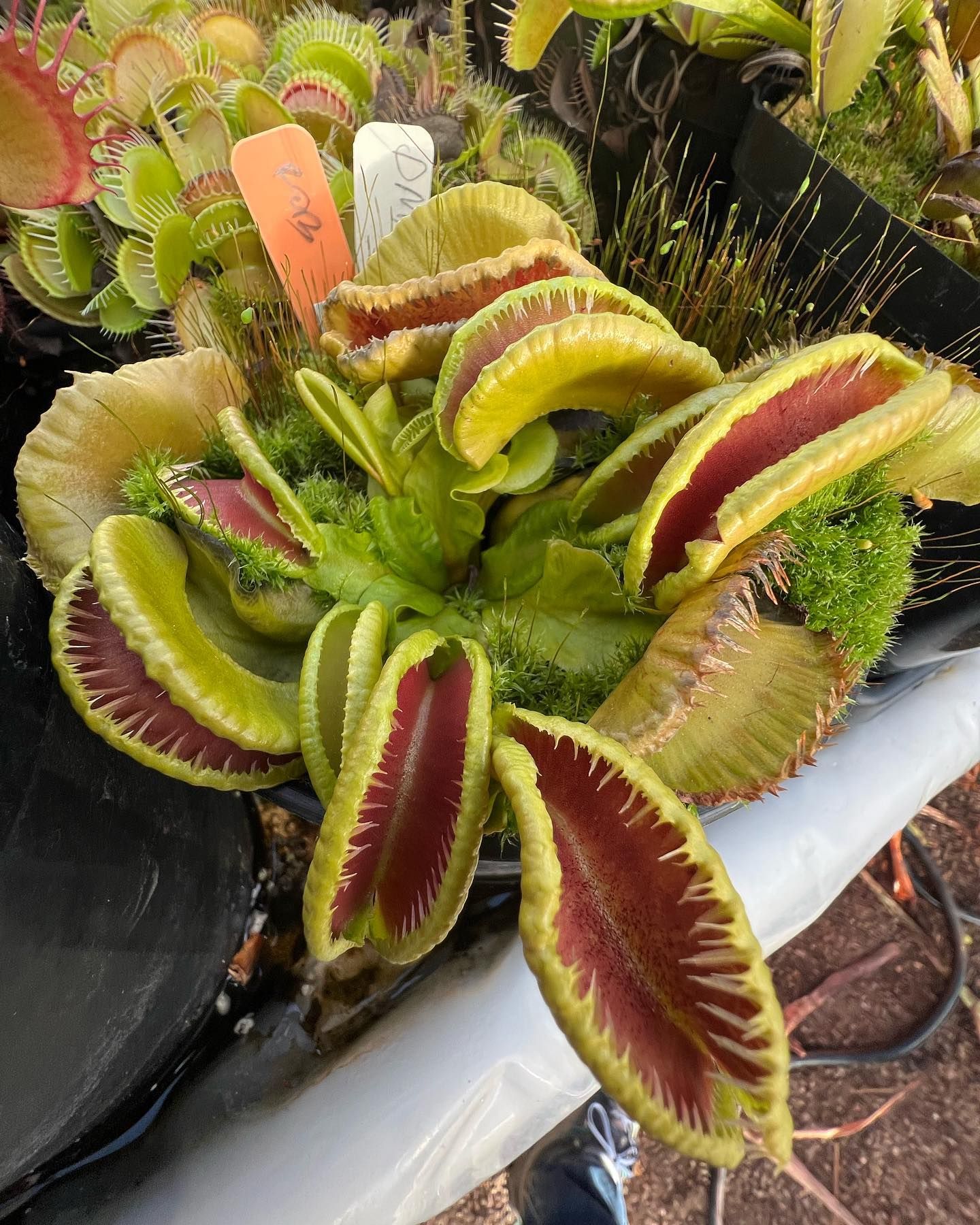 World's Largest Venus Flytrap world record in Colorado Springs, Colorado