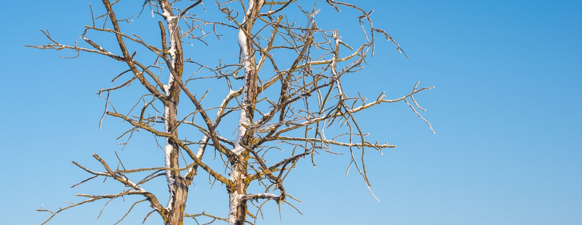 10 Signs Your Tree Is Dying (and What You Can Do to Save It)