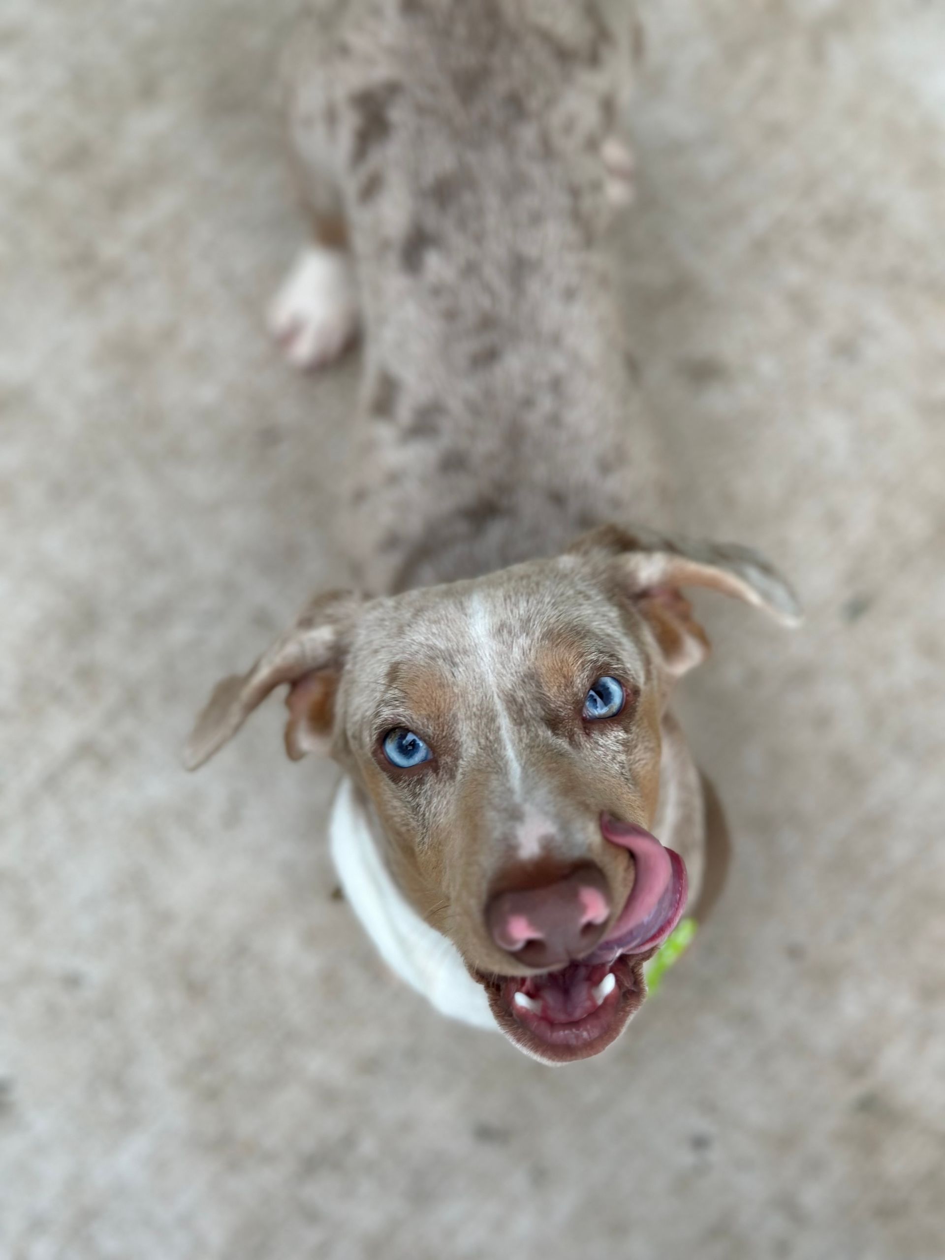 Rockhampton Boarding Kennels & Cattery Pet Boarding Rockhampton