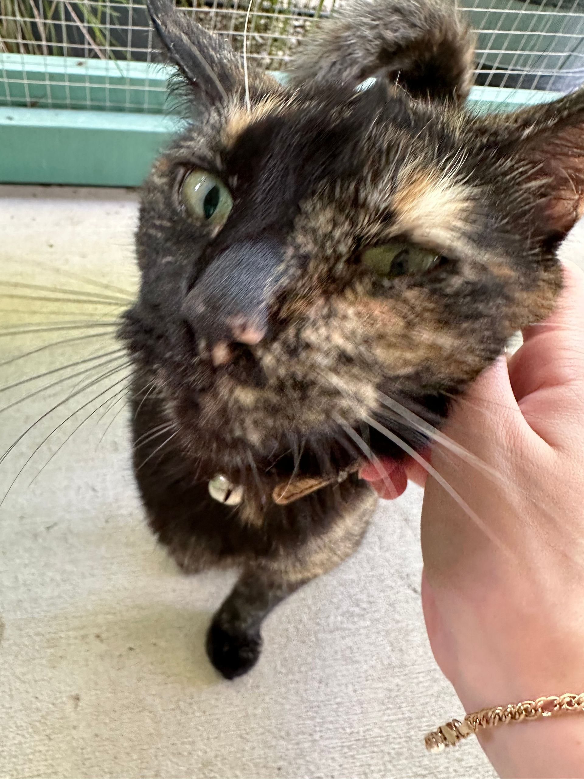 Rockhampton Boarding Kennels & Cattery Pet Boarding Rockhampton