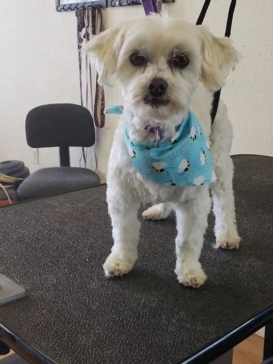 Professional Dog Grooming Cody, WY Cody Paw Spa