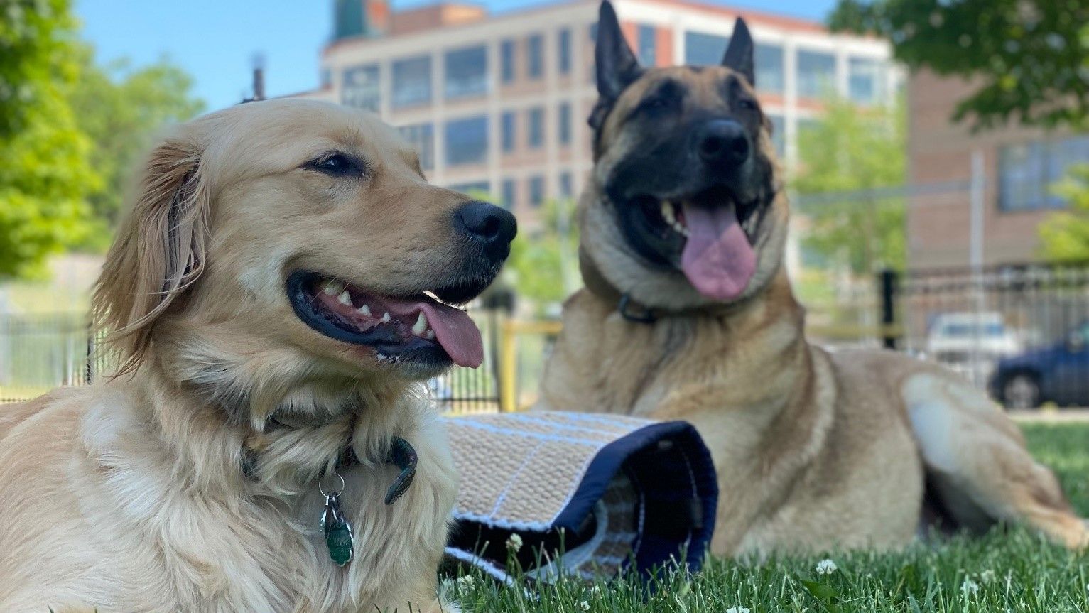 Dog Training Chicago, IL K9 Driven Chicago