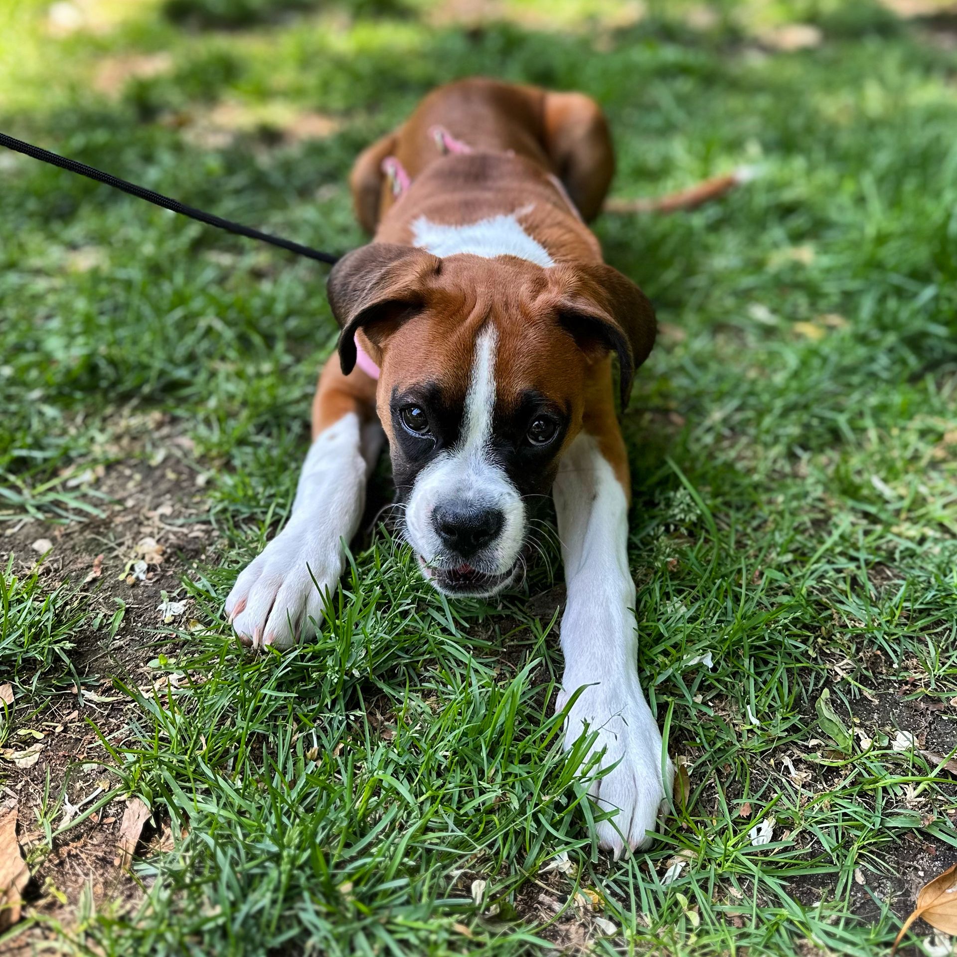 InPerson Training on Long Island North Shore Paws Dog Training