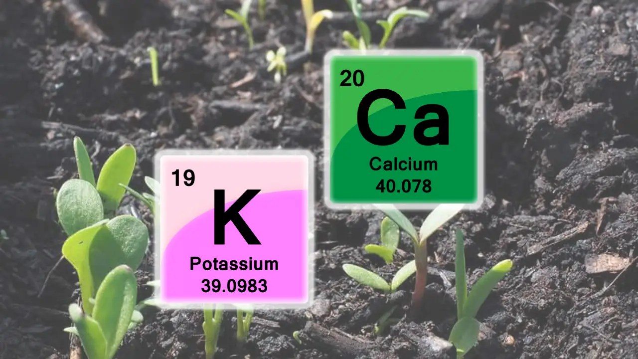 Potassium versus Calcium