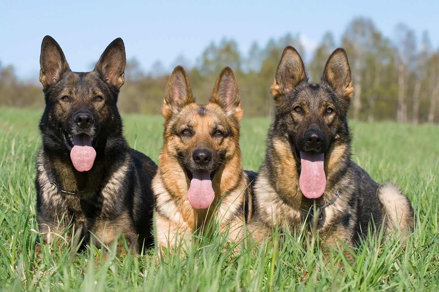 Guide to European German Shepherds Full Contact K9