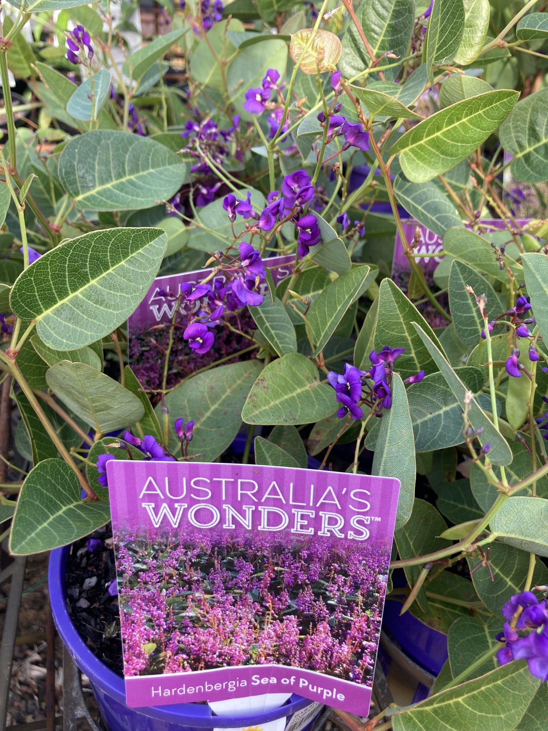 Garden Nursery & Shop in Redlands, QLD Timbara Garden Centre