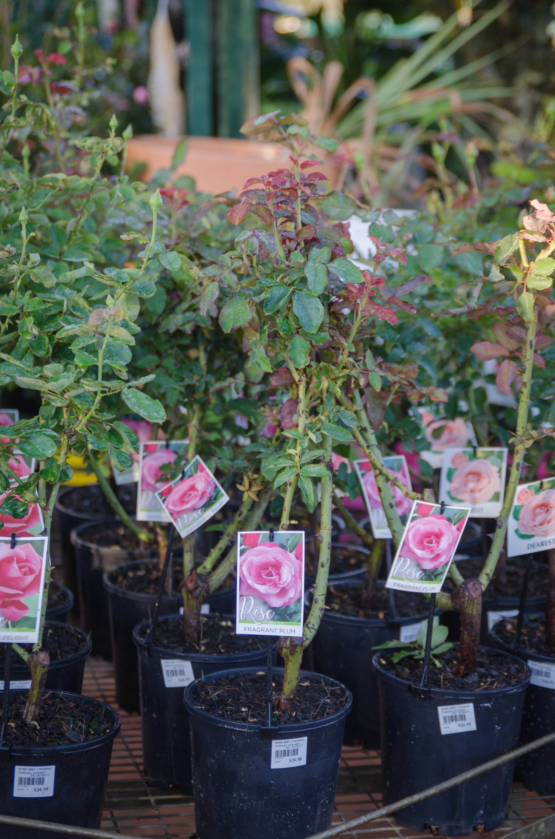 Garden Nursery & Shop in Redlands, QLD Timbara Garden Centre