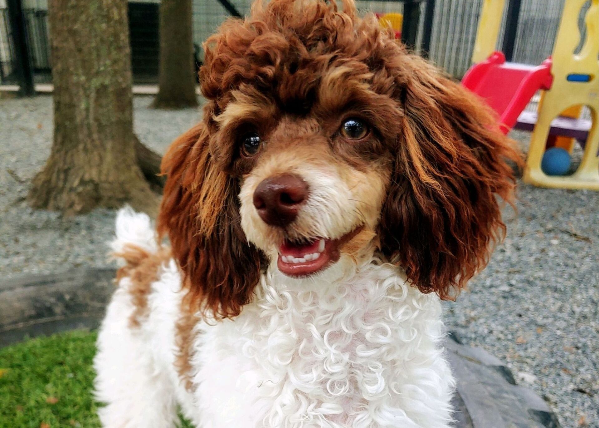Dog Boarding in Valdosta Southern Hound Club