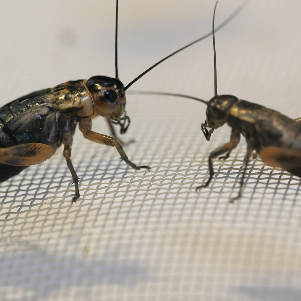 Pest Control Glen Rose, TX