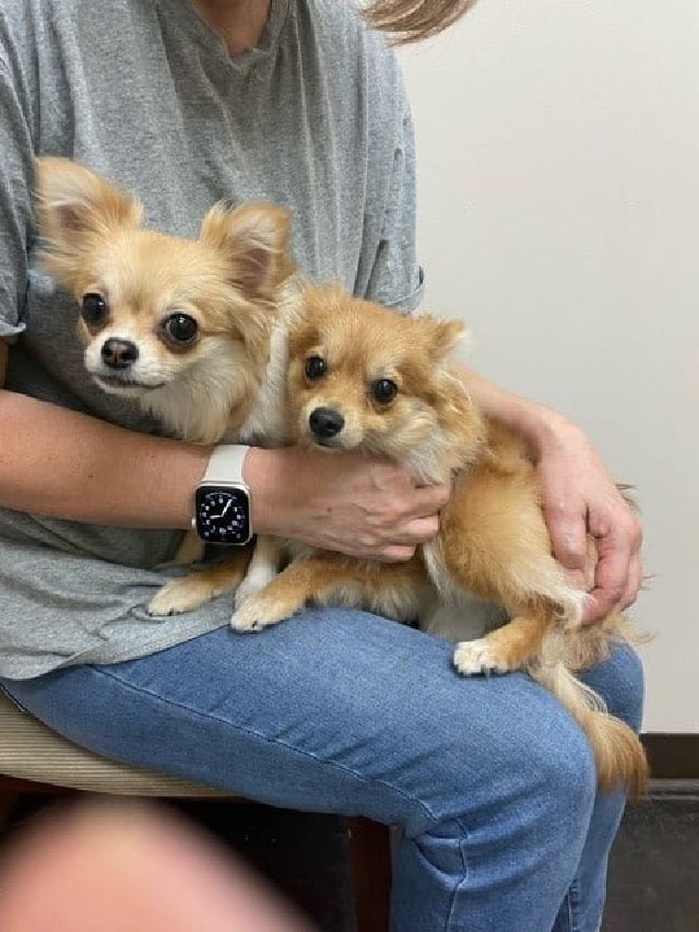 Animal Hospital News Kapolei, HI