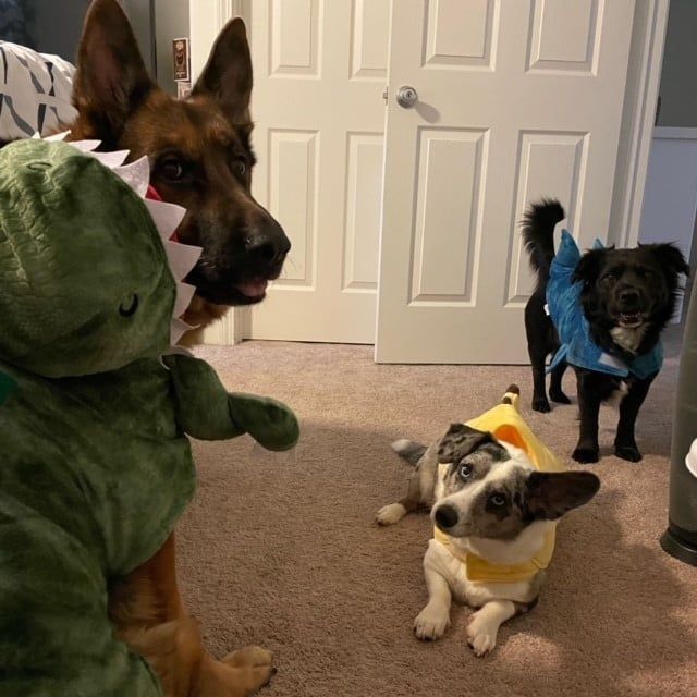 Animal Hospital News Kapolei, HI