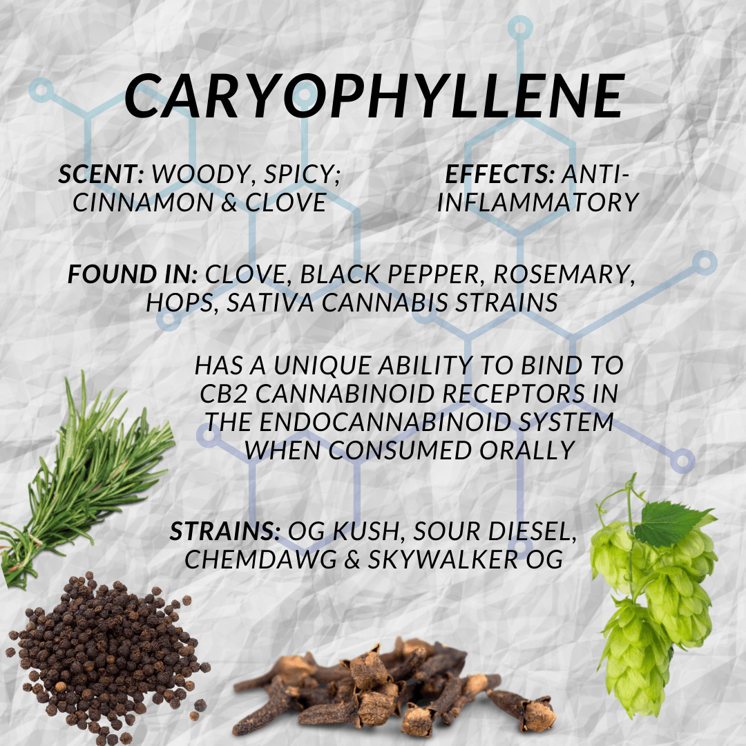 Caryophyllene Terpene Explained