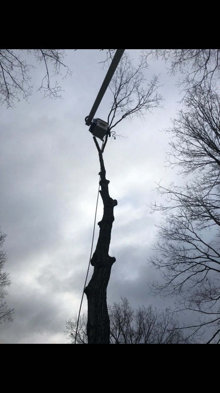 Tree Services Dayton, OH AAA Tree & Landscaping