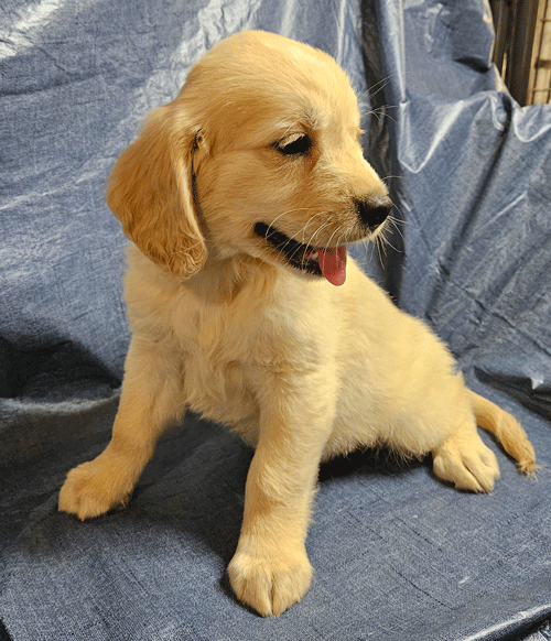 Sold Puppies Dakota Sport Retrievers