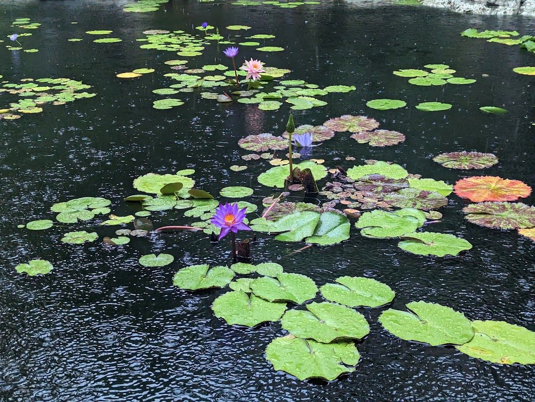 Why choose Prism Wellness? Best therapists in Cary, NC