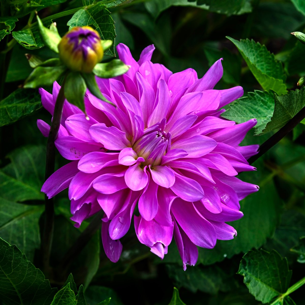 Buy Wholesale Flower Bulbs in Canada Dahlia Tubers Online Shop