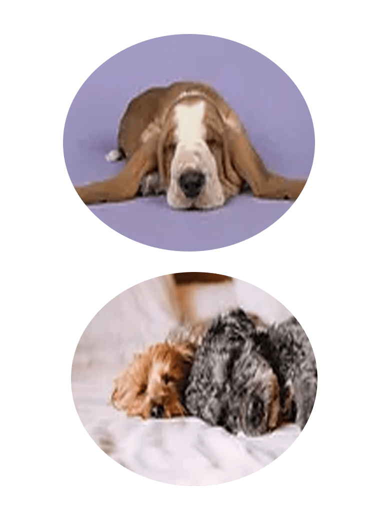 Dog Day Care, Kennels, Boarding & Grooming Euless, TX Sniffs and Licks