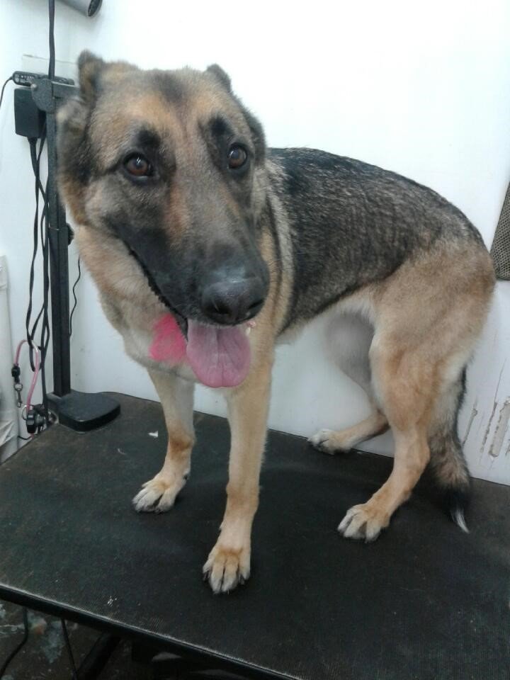 Noah's Ark Dog & Cat Grooming Pet groomers Elk Grove, CA