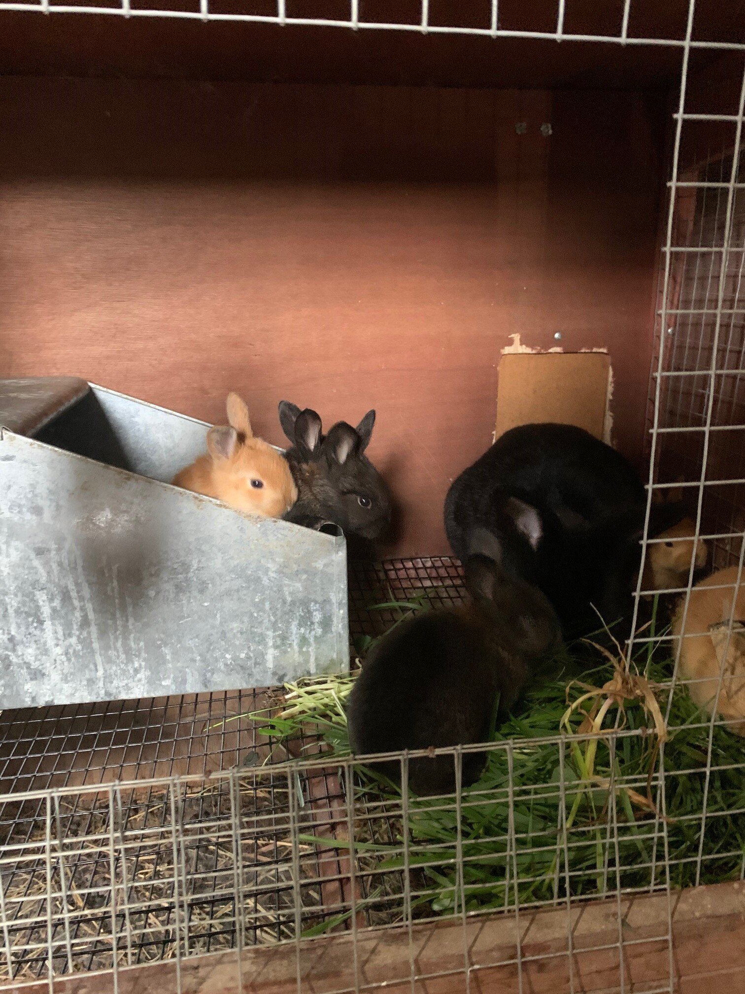 Livestock Swayzee, IN Double Deuce Produce