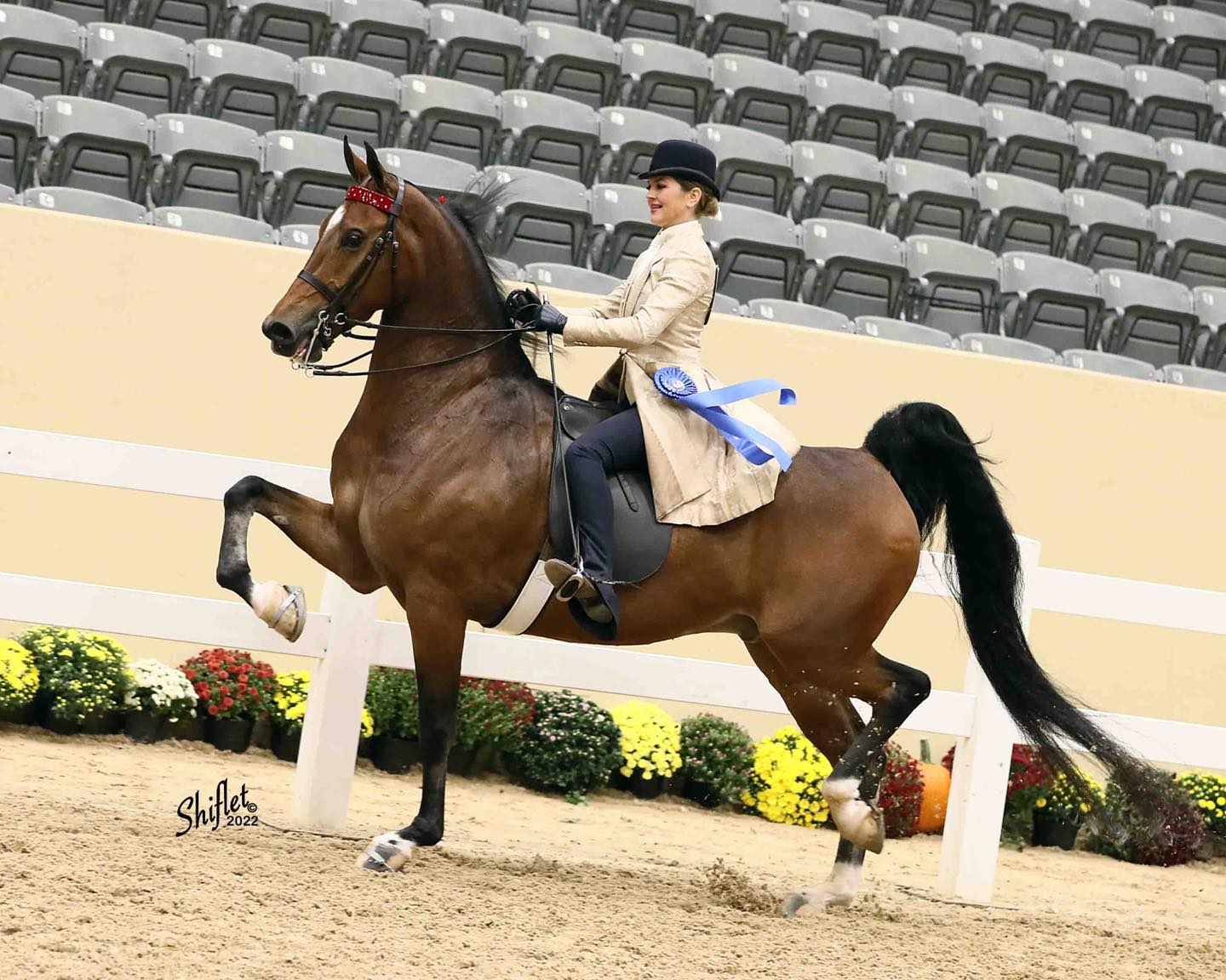 American Saddlebreds for Sale • Carriage Lane Farm • Nicholasville, KY