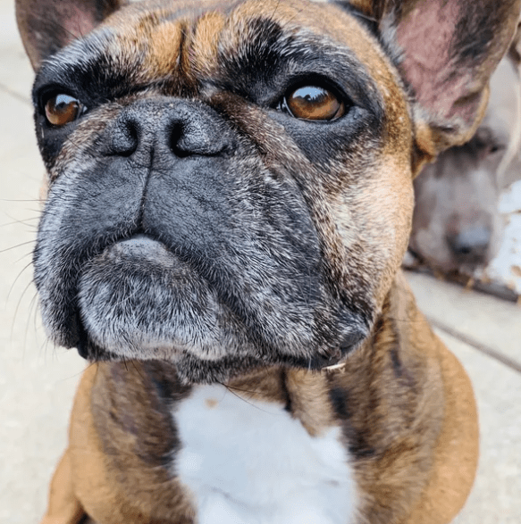 Pet Waste Removal Service Alpha Pet Waste Removal