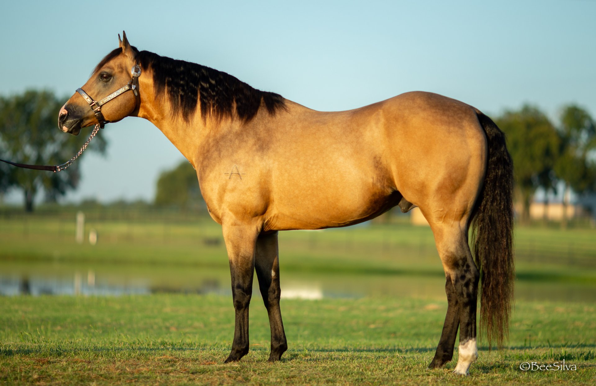 Traffic Guy Royal Crown