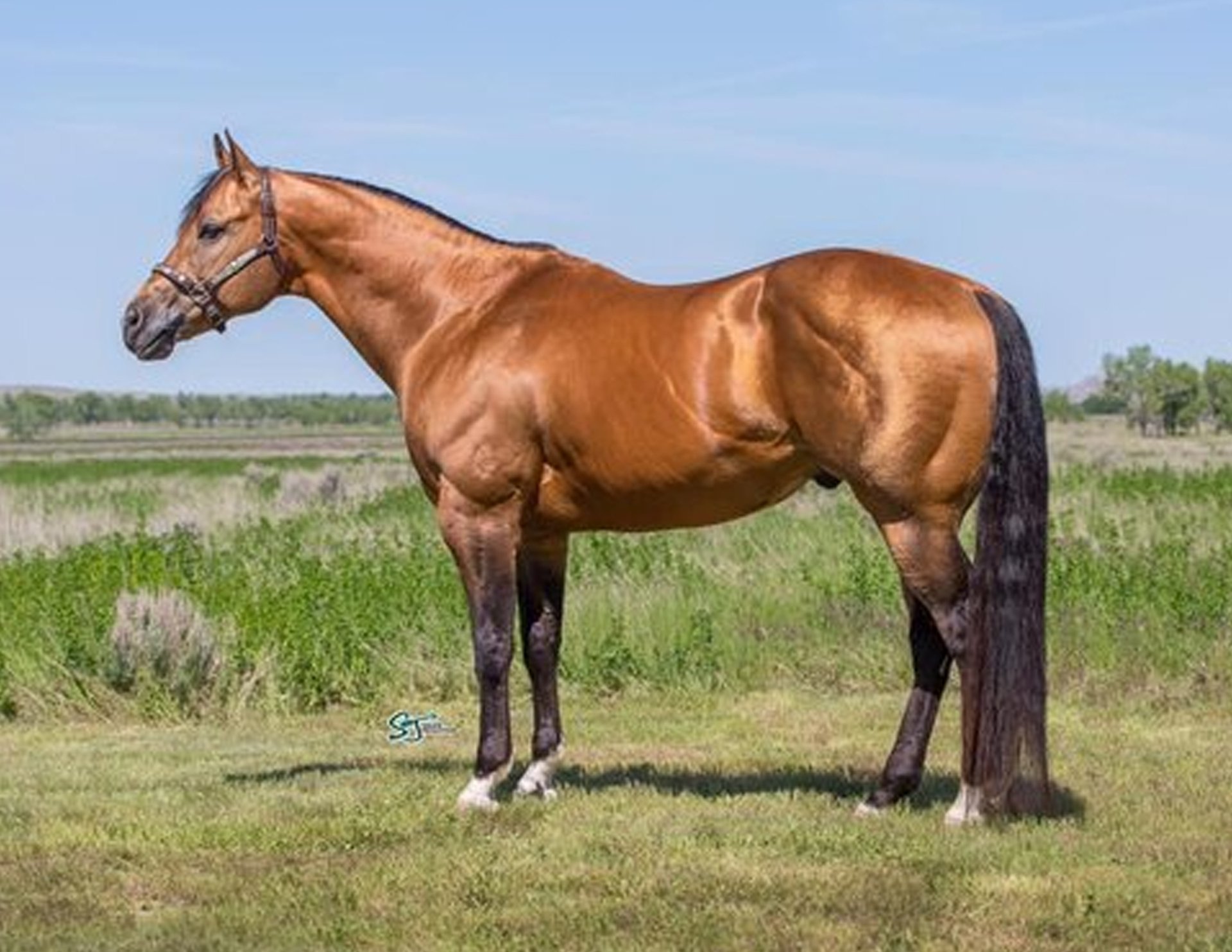 Whoze Your Daddy Royal Crown