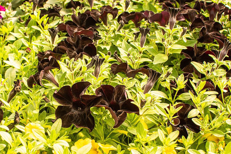 Photo Gallery Hidden Treasures Greenhouse Rugby ND