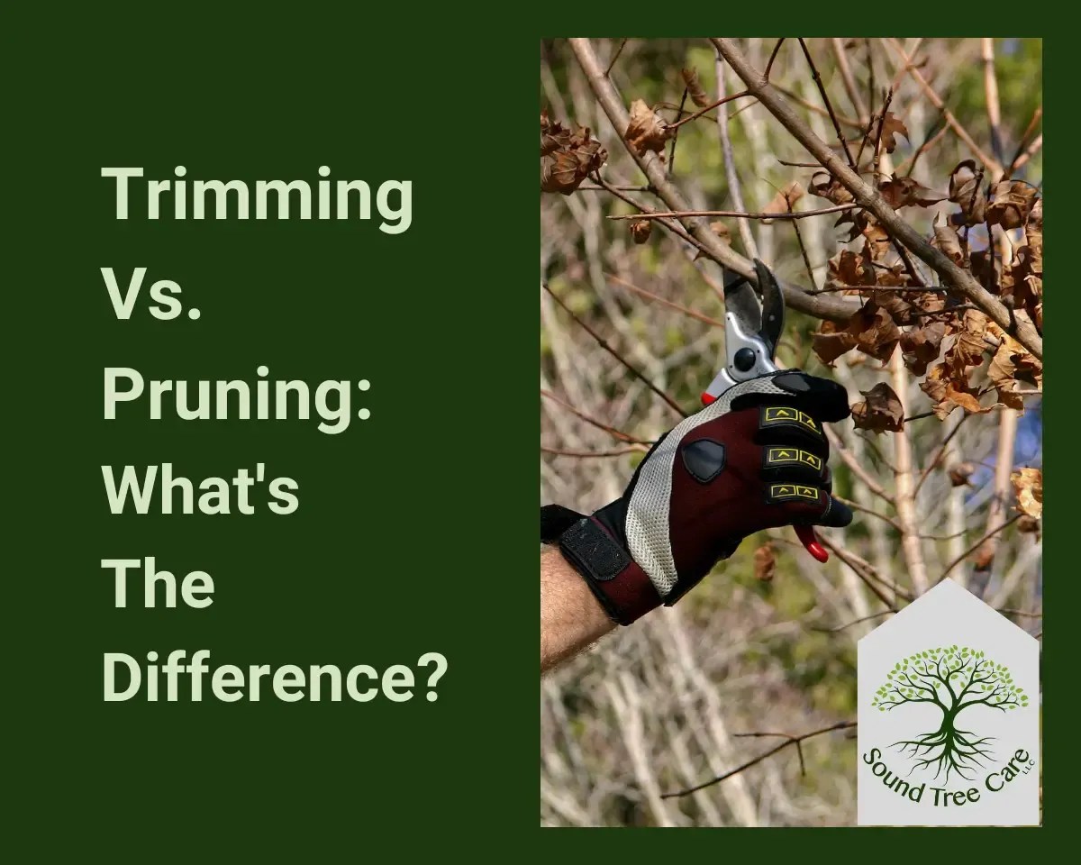 What Is The Difference Between Pruning And Cutting Back