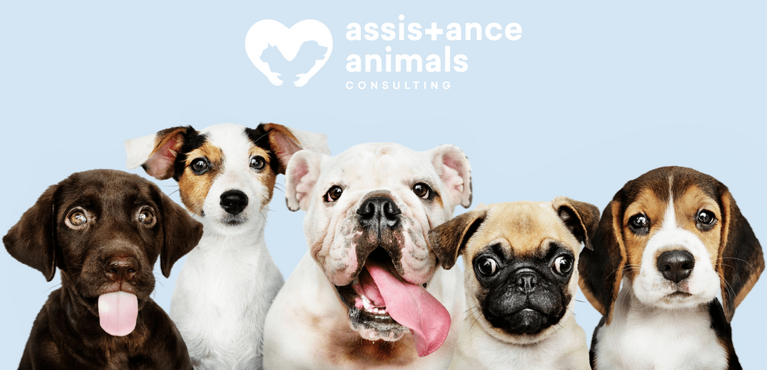 What Types of Animals Can Be Service Animals Definitions & Differences